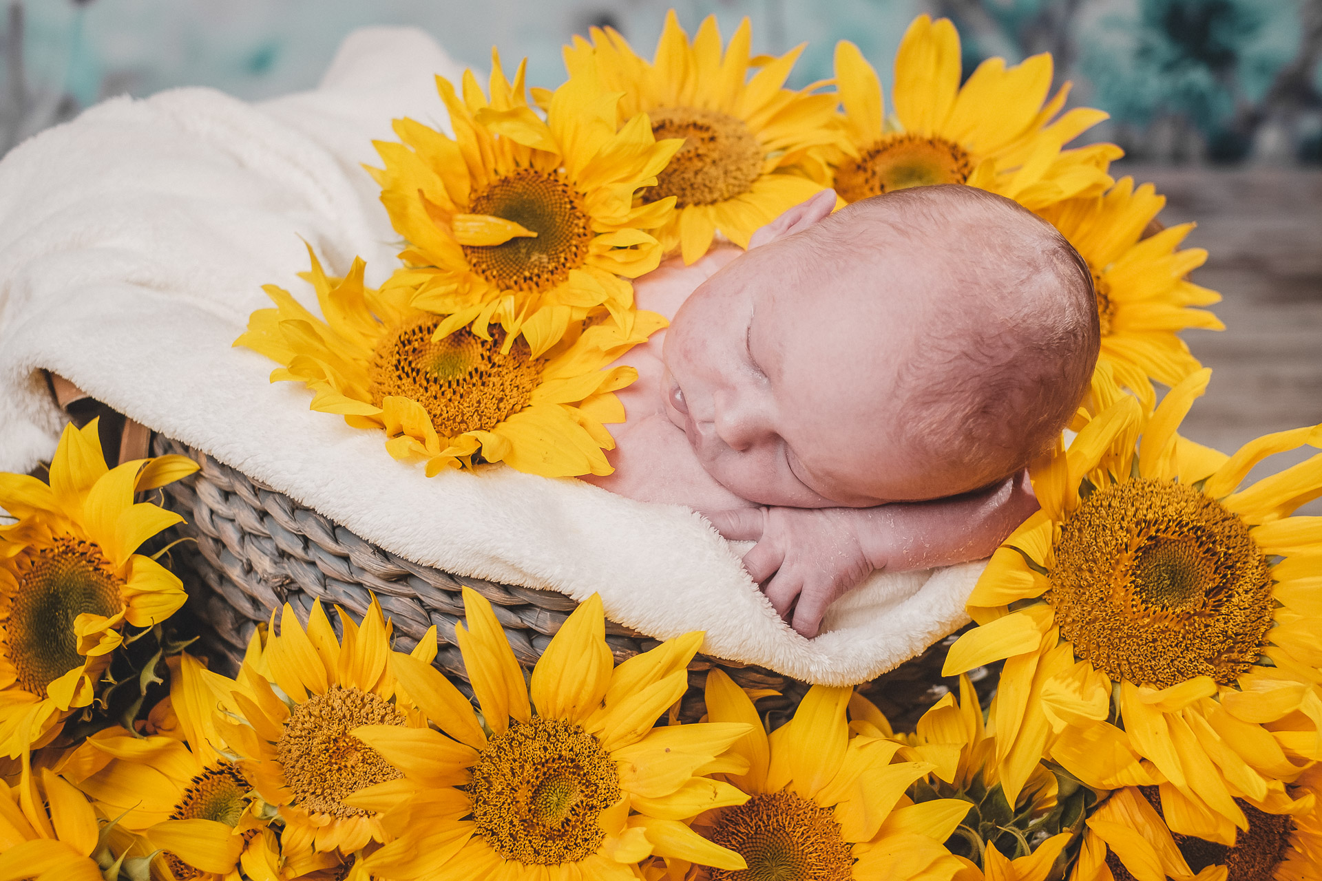 Newborn Sunflowers